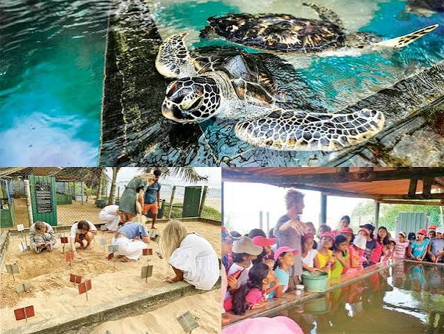 Sea turtles at a Bentota-area conservation project
